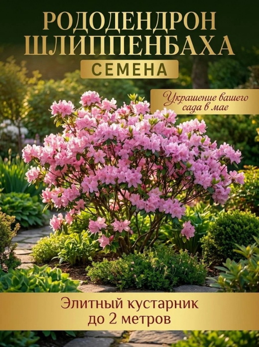 Рододендрон Шлиппенбаха  Экзотика