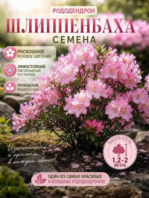 Рододендрон Шлиппенбаха Экзотика